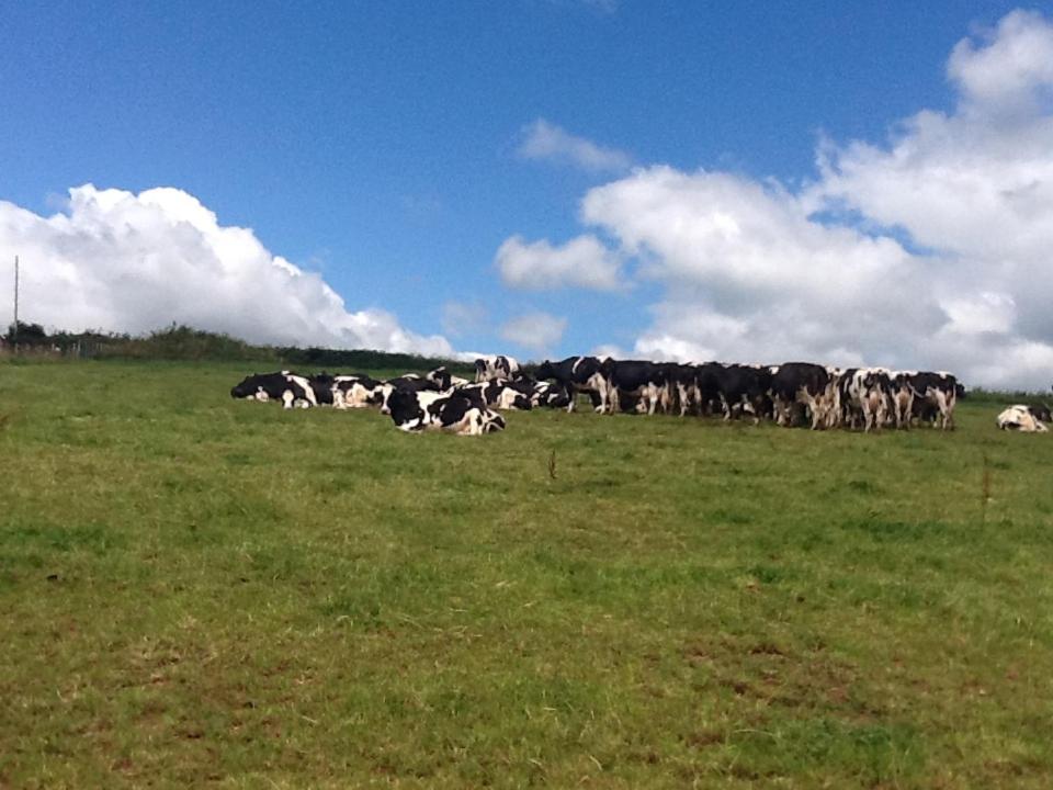 North Hollacombe Farm Crediton Luaran gambar
